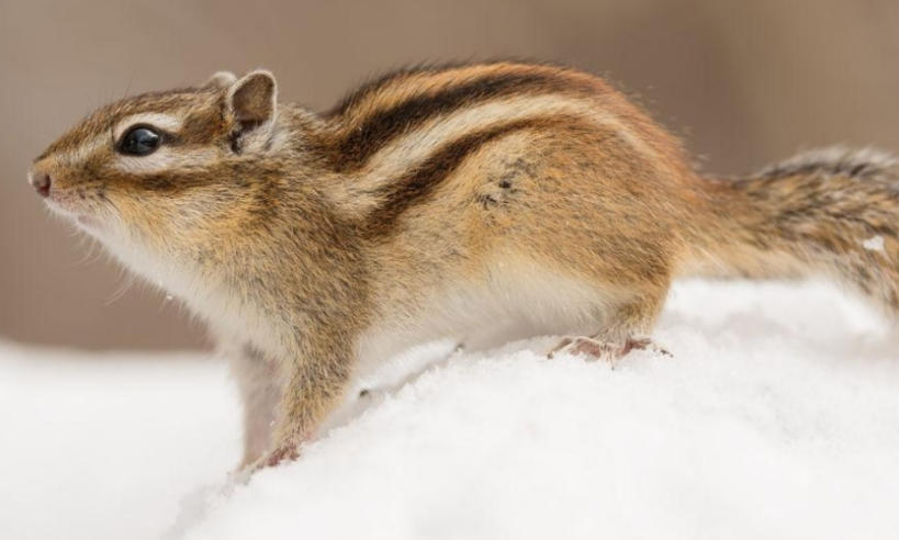 云南昆明水烟筒厂轮播图1